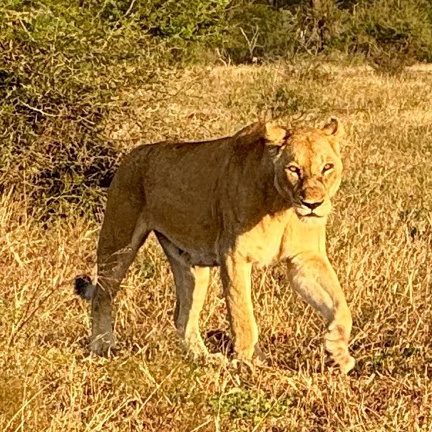 🧳 Missteps and Mayhem: The South African&nbsp;Edition